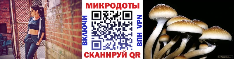 закладка  Тюкалинск  Галлюциногенные грибы Psilocybe 
